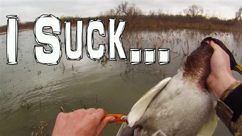 sucking duck